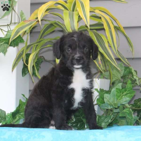 Black Bear, Maltese Mix Puppy